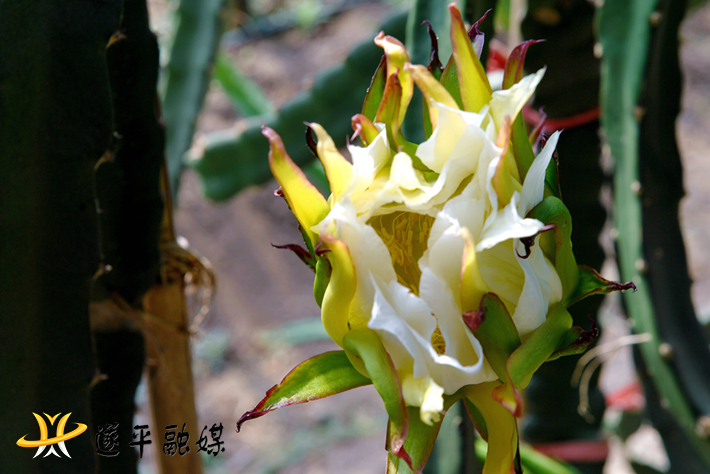 火龙果花.png