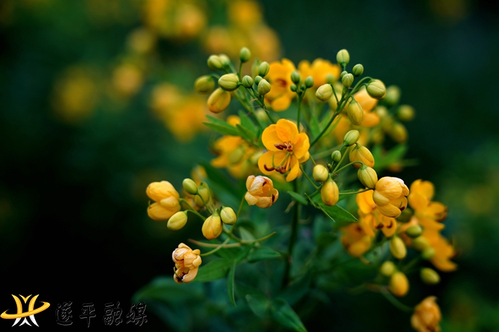 双夹决明花.jpg