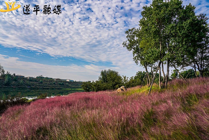 蓝天白云下的花海.jpg