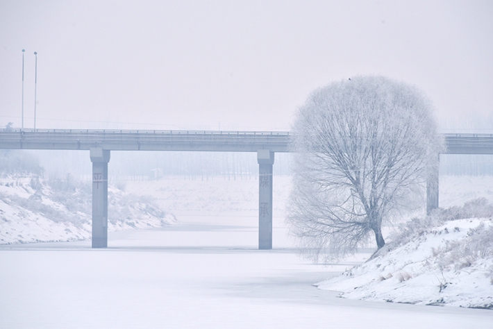 桥边雪柳.jpg