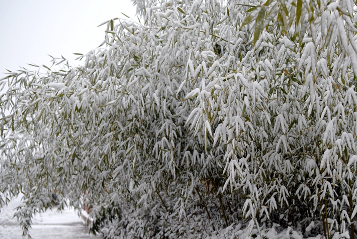 大雪压青松.jpg