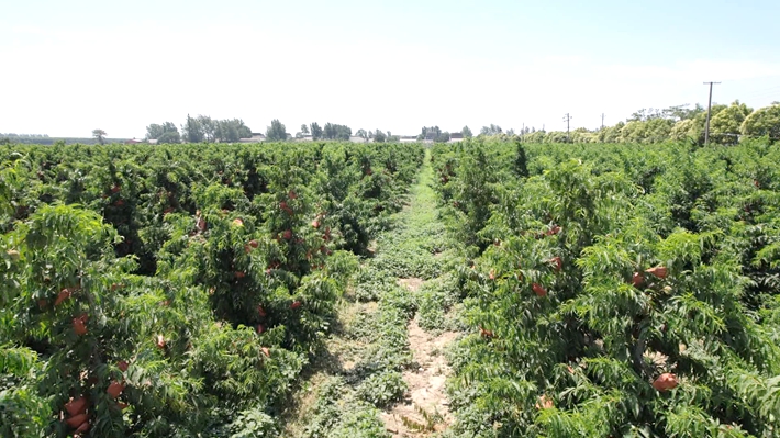 2023-6-12遂平:蟠桃迎丰收 特色种植助农富.mpg_000008.328_副本.jpg 2023-6-12遂平:蟠桃迎丰收 特色种植助农富.mpg_000008.328_副本.jpg