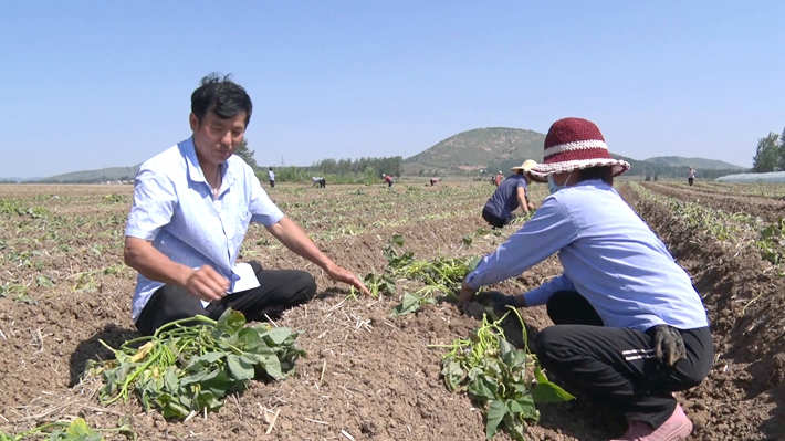 2023-6-12遂平:种植红薯助增收 致富带来新“薯”光.mpg_000148.679_副本.jpg