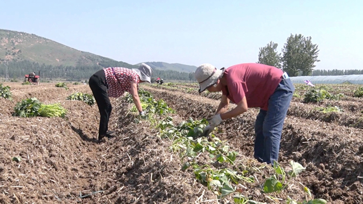 2023-6-12遂平:种植红薯助增收 致富带来新“薯”光.mpg_000101.033_副本.jpg 2023-6-12遂平:种植红薯助增收 致富带来新“薯”光.mpg_000101.033_副本.jpg