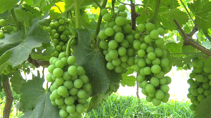 2023-6-12遂平:蟠桃迎丰收 特色种植助农富.mpg_000318.117_副本.jpg 2023-6-12遂平:蟠桃迎丰收 特色种植助农富.mpg_000318.117_副本.jpg