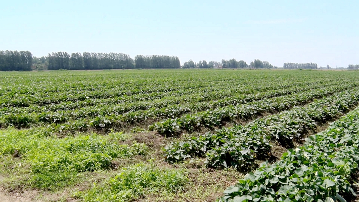 2023-6-12遂平:种植红薯助增收 致富带来新“薯”光.mpg_000325.964_副本.jpg 2023-6-12遂平:种植红薯助增收 致富带来新“薯”光.mpg_000325.964_副本.jpg