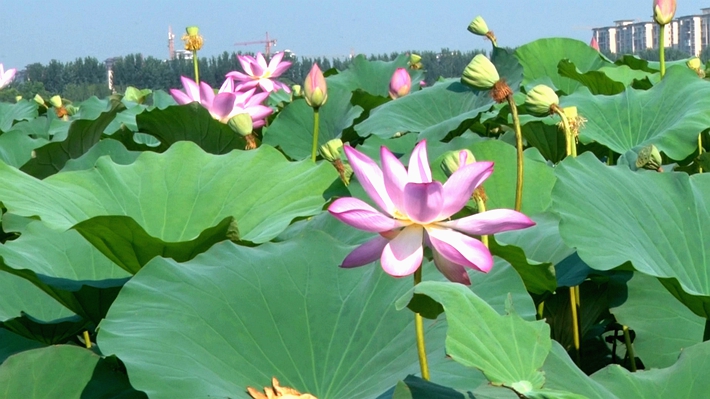 00419.MTS_000002.155_副本.jpg 00419.MTS_000002.155_副本.jpg