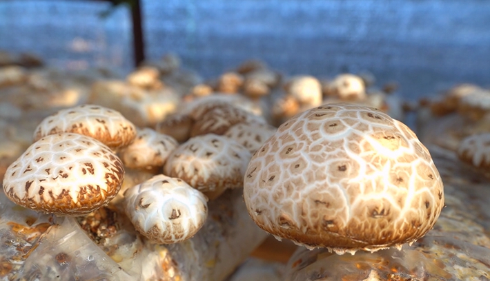 2023--12-28遂平智库  王明纪.mp4_000522.947.jpg