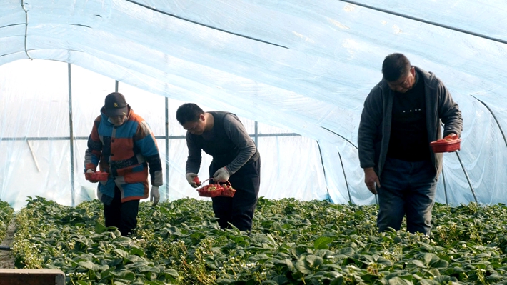 2024-1-30 遂平莲花湖街道大力打造一村一品产业.mp4_000021.188.jpg