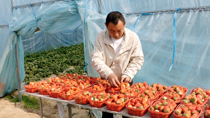 2024-1-30 遂平莲花湖街道大力打造一村一品产业.mp4_000828.236.jpg