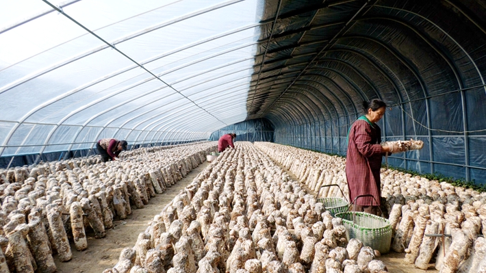 2024-1-30 遂平莲花湖街道大力打造一村一品产业.mp4_000330.143.jpg