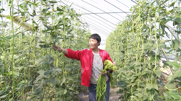 2024-9-24遂平：大棚满园绿 铺就致富路.mp4_20240925_085228.549_副本.jpg