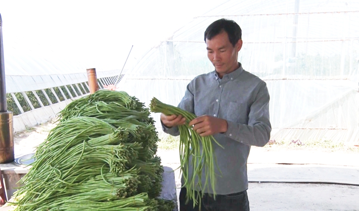 2024-9-24遂平：大棚满园绿 铺就致富路.mp4_20240925_085732.488_副本.jpg