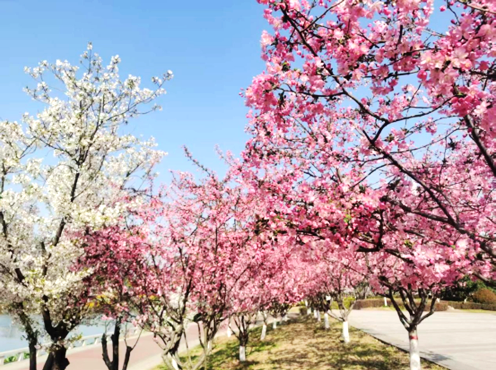 万物复苏春日忙 “花海遂平”斗芬芳172.png