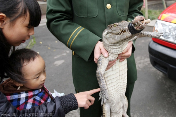 成都小区草地惊现“杀人鳄