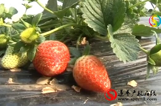 遂平：草莓采摘乐了游客富了农家