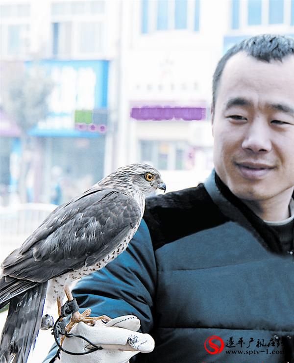 受伤雀鹰被遂平好心人救助