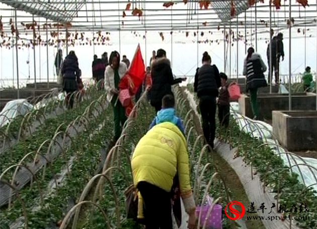 遂平县阳丰镇打造特色农业旅游