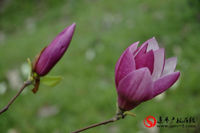 遂平：春天百花开 游客赏花来