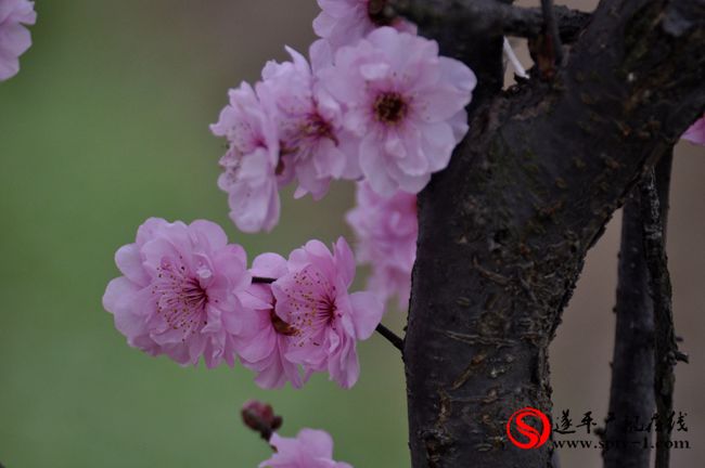 遂平：春天百花开 游客赏花来