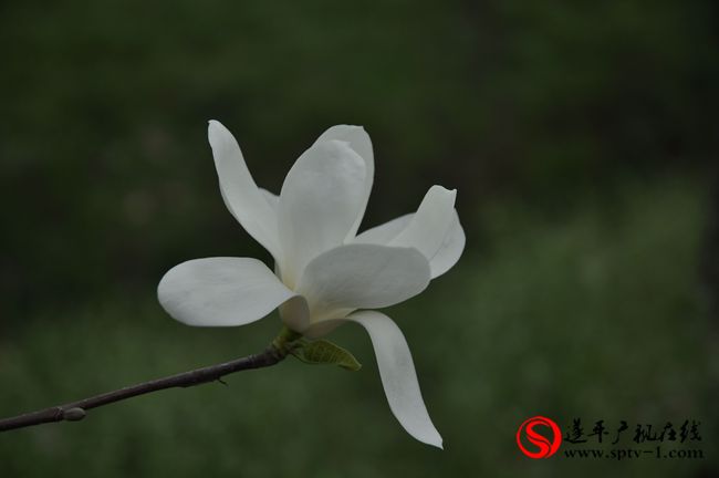 遂平：春天百花开 游客赏花来