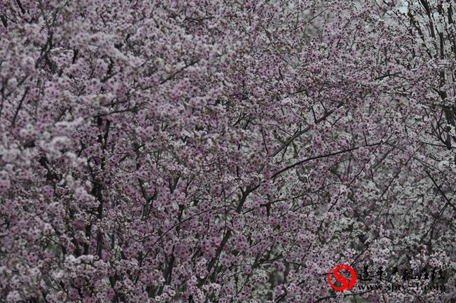 遂平：春天百花开 游客赏花来