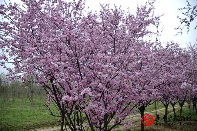 遂平：春天百花开 游客赏花来