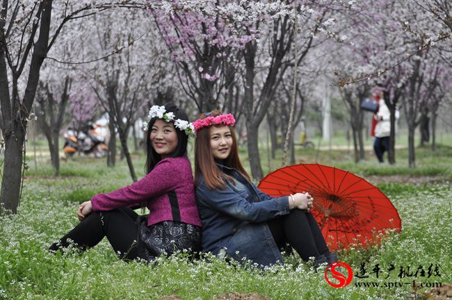 遂平：春天百花开 游客赏花来