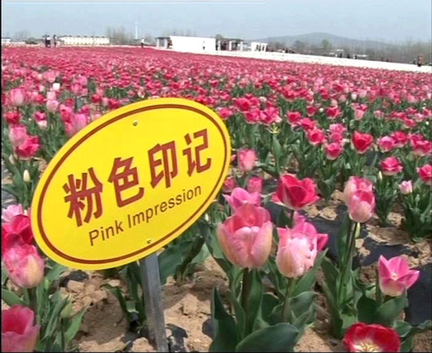 遂平嵖岈山：郁金香绽放   引来新人一对对