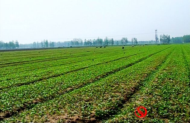 遂平：“土地托管”托出农业服务新模式