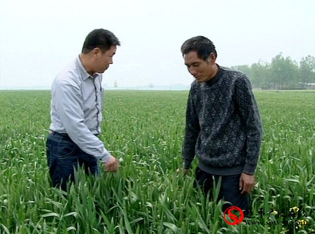 遂平：“土地托管”托出农业服务新模式