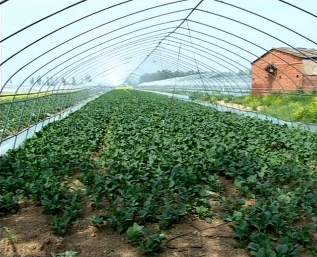 遂平：发展高效农业    舞动绿色经济