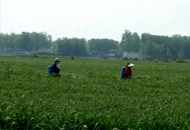 遂平：实施小麦一喷三防 确保粮食安全增产
