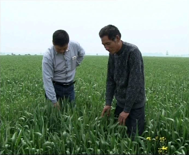 遂平：实施小麦一喷三防 确保粮食安全增产