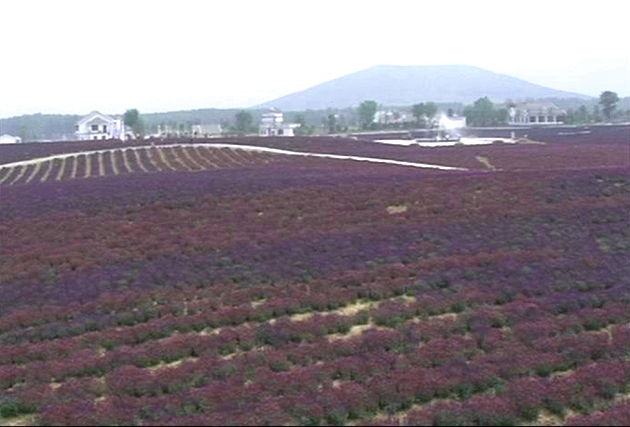 遂平：薰衣草花开风景秀   温泉小镇再添香