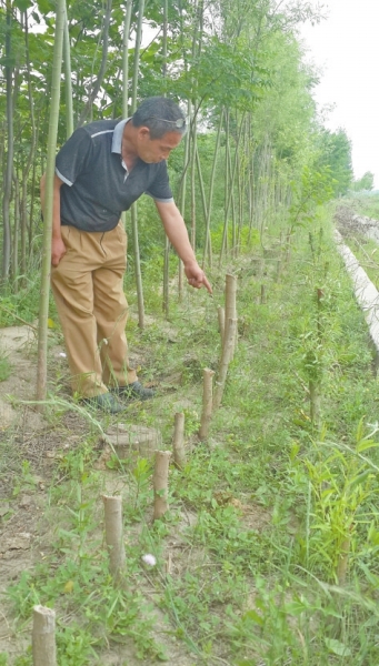 心痛！洛阳2天400棵树被砍 到底因为啥？