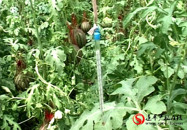 遂平:高效农业助农增收