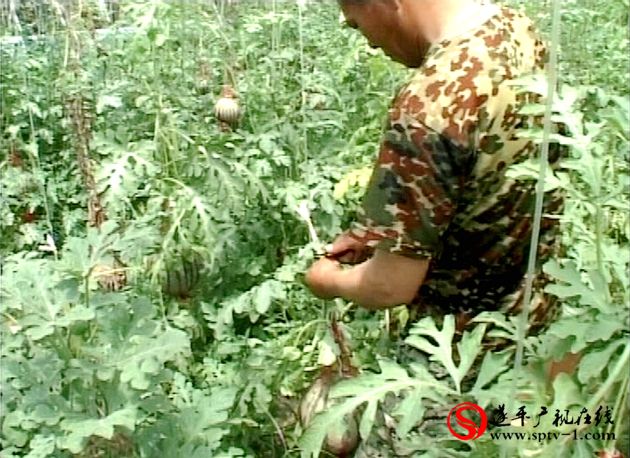 遂平:高效农业助农增收