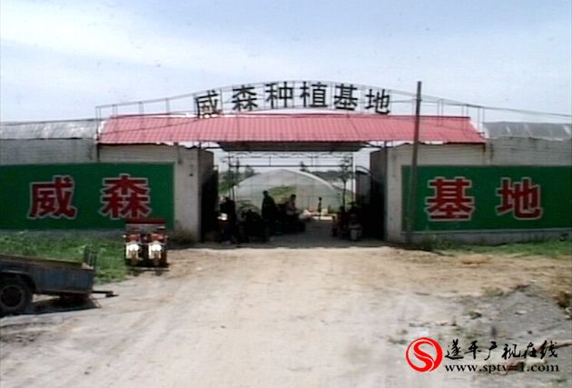 遂平:高效农业助农增收