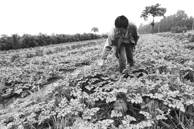 通许菜农回家路上路上援助电话不断 感恩便宜卖瓜