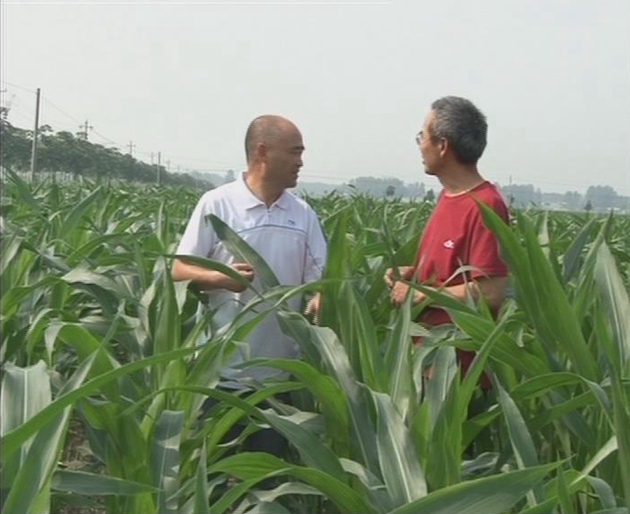遂平:搞好秋田管理 农业专家支招