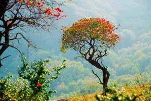 《如果有来生, 要做一棵树》_DSC3229