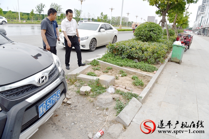 上图:县委副书记尹永彪在城南建材市场西南角查看缺失的绿化带。