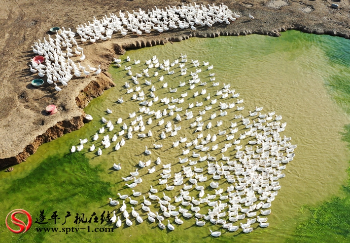 DJI_0945_副本