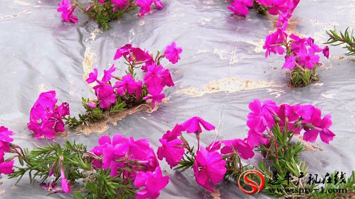 2020-4-1威力 石寨铺自采.mpg_20200401_100058.327_副本