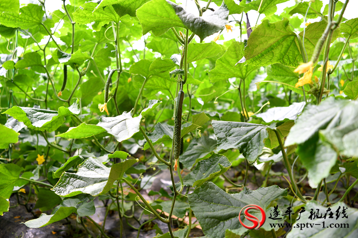 微信图片_202004031636461