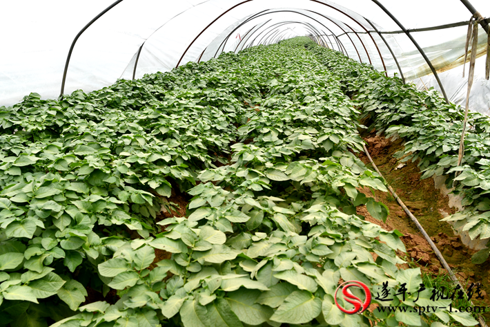 微信图片_202004031636462