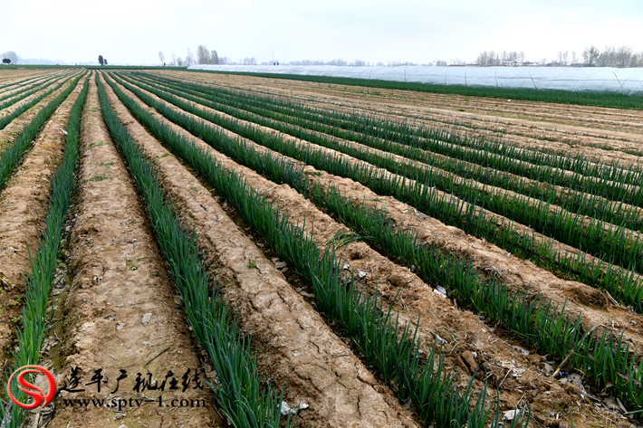 微信图片_202004031636464