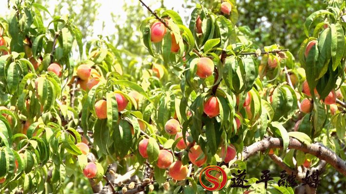 00931.MTS_20200610_104510.268_副本