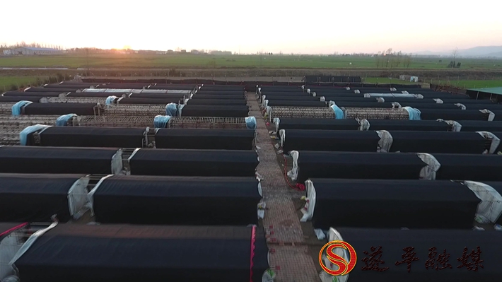 2020-8-10文平 香菇（外宣）制好.mpg_20200811_095416.604_副本